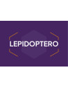 Lepidoptero